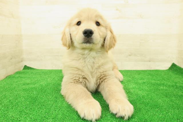 神奈川県のゴールデンレトリバー (Coo&RIKU秦野店/2025年12月1日生まれ/女の子/ゴールデン)の子犬の1枚目の画像