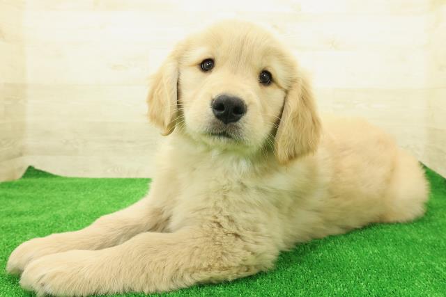 神奈川県のゴールデンレトリバー (Coo&RIKU秦野店/2025年12月1日生まれ/女の子/ゴールデン)の子犬の2枚目の画像