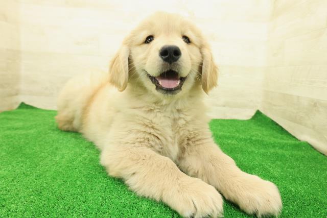 神奈川県のゴールデンレトリバー (Coo&RIKU秦野店/2025年12月1日生まれ/女の子/ゴールデン)の子犬の3枚目の画像