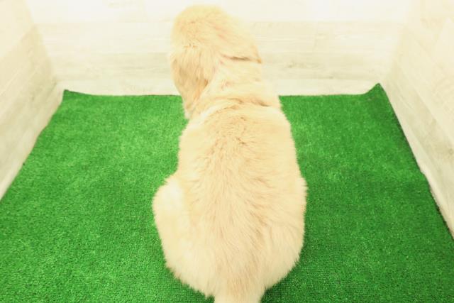 神奈川県のゴールデンレトリバー (Coo&RIKU秦野店/2025年12月1日生まれ/女の子/ゴールデン)の子犬の4枚目の画像