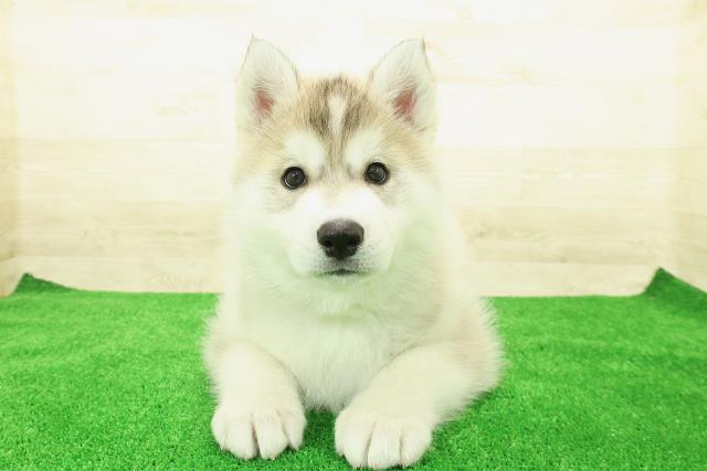 埼玉県のシベリアンハスキー (Coo&RIKU川越店/2025年12月1日生まれ/男の子/シルバーホワイト)の子犬の1枚目の画像