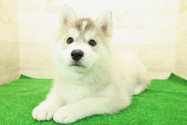 埼玉県のシベリアンハスキー (Coo&RIKU川越店/2025年12月1日生まれ/男の子/シルバーホワイト)の子犬の2枚目の画像