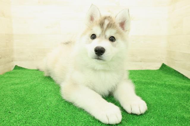 埼玉県のシベリアンハスキー (Coo&RIKU川越店/2025年12月1日生まれ/男の子/シルバーホワイト)の子犬の3枚目の画像