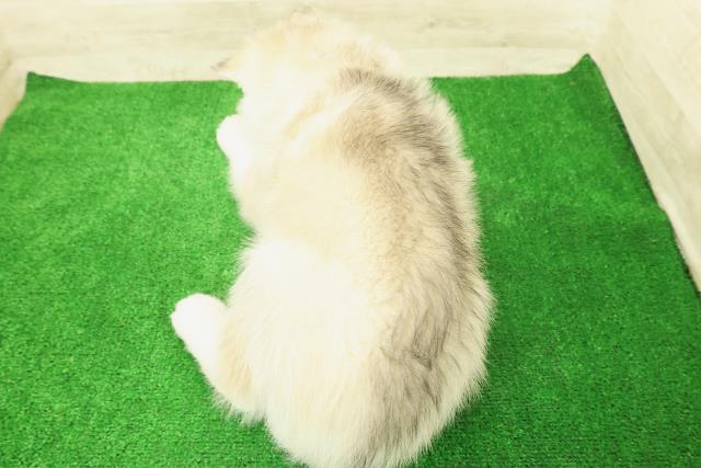 埼玉県のシベリアンハスキー (Coo&RIKU川越店/2025年12月1日生まれ/男の子/シルバーホワイト)の子犬の4枚目の画像