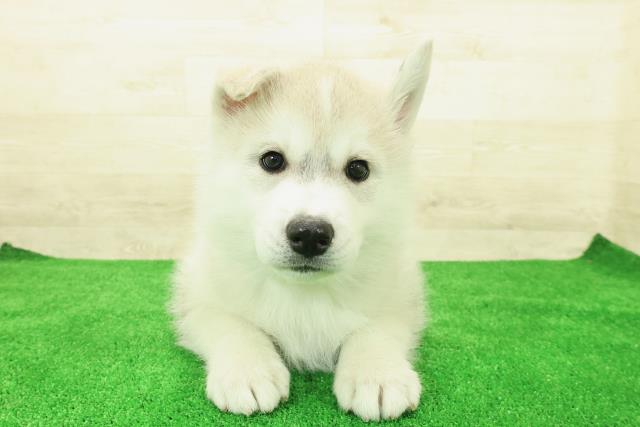 神奈川県のシベリアンハスキー (Coo&RIKU藤沢店/2025年12月1日生まれ/男の子/シルバーホワイト)の子犬の1枚目の画像