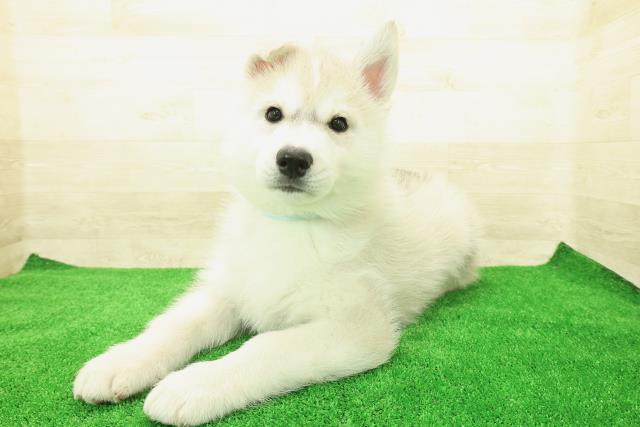 神奈川県のシベリアンハスキー (Coo&RIKU藤沢店/2025年12月1日生まれ/男の子/シルバーホワイト)の子犬の2枚目の画像