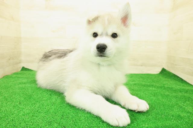 神奈川県のシベリアンハスキー (Coo&RIKU藤沢店/2025年12月1日生まれ/男の子/シルバーホワイト)の子犬の3枚目の画像