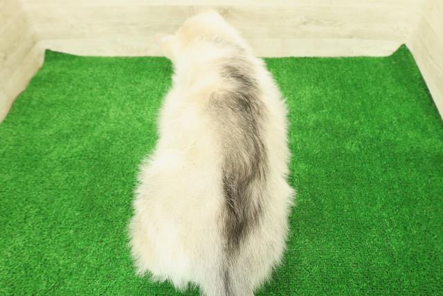 神奈川県のシベリアンハスキー (Coo&RIKU藤沢店/2025年12月1日生まれ/男の子/シルバーホワイト)の子犬の4枚目の画像