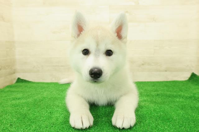 神奈川県のシベリアンハスキー (Coo&RIKU横須賀店/2025年12月1日生まれ/女の子/シルバーホワイト)の子犬の1枚目の画像