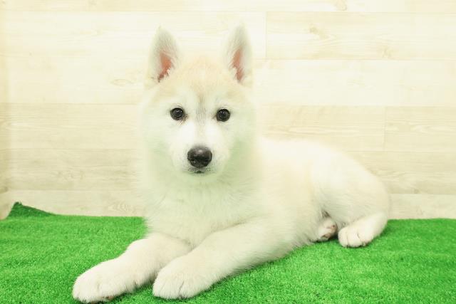 神奈川県のシベリアンハスキー (Coo&RIKU横須賀店/2025年12月1日生まれ/女の子/シルバーホワイト)の子犬の2枚目の画像