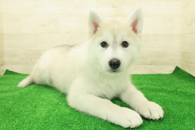 神奈川県のシベリアンハスキー (Coo&RIKU横須賀店/2025年12月1日生まれ/女の子/シルバーホワイト)の子犬の3枚目の画像