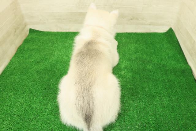 神奈川県のシベリアンハスキー (Coo&RIKU横須賀店/2025年12月1日生まれ/女の子/シルバーホワイト)の子犬の4枚目の画像