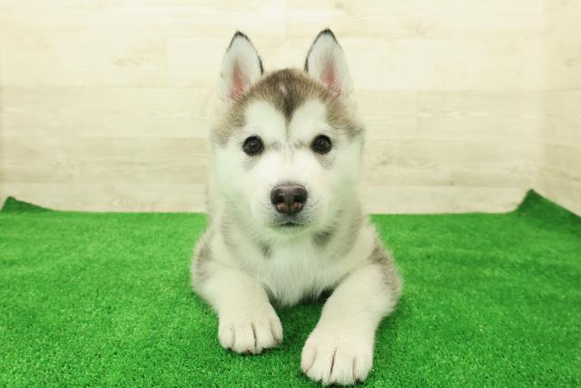 栃木県のシベリアンハスキー (Coo&RIKU小山店/2025年12月3日生まれ/女の子/シルバーホワイト)の子犬の1枚目の画像