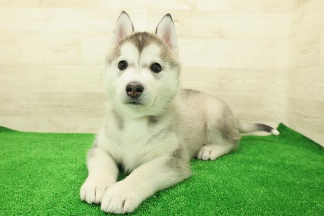 栃木県のシベリアンハスキー (Coo&RIKU小山店/2025年12月3日生まれ/女の子/シルバーホワイト)の子犬の2枚目の画像