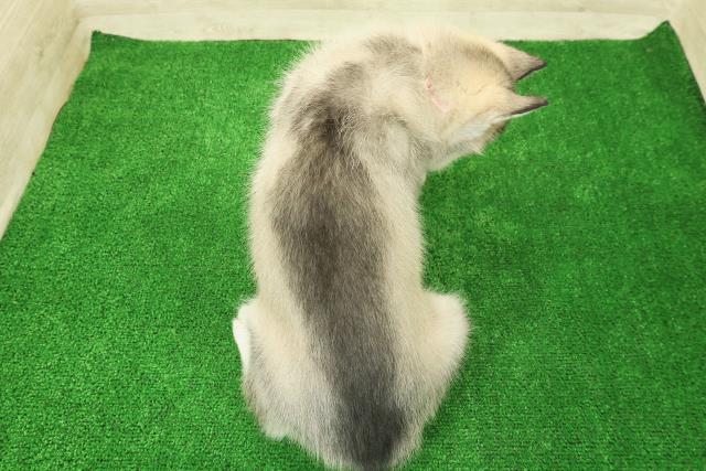 栃木県のシベリアンハスキー (Coo&RIKU小山店/2025年12月3日生まれ/女の子/シルバーホワイト)の子犬の4枚目の画像