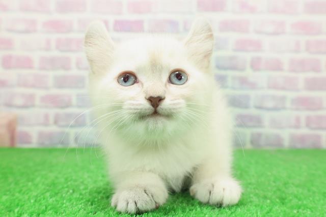 東京都のキンカロー (Coo&RIKU福生店/2025年12月2日生まれ/女の子/シールリンクスポイント)の子猫の1枚目の画像