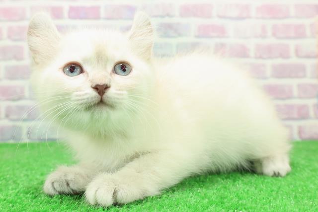 東京都のキンカロー (Coo&RIKU福生店/2025年12月2日生まれ/女の子/シールリンクスポイント)の子猫の2枚目の画像