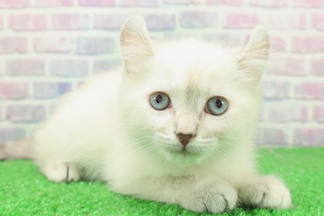 東京都のキンカロー (Coo&RIKU福生店/2025年12月2日生まれ/女の子/シールリンクスポイント)の子猫の3枚目の画像