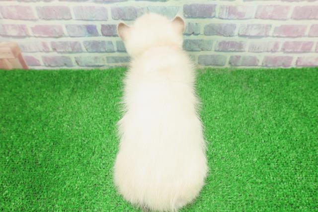 東京都のキンカロー (Coo&RIKU福生店/2025年12月2日生まれ/女の子/シールリンクスポイント)の子猫の4枚目の画像