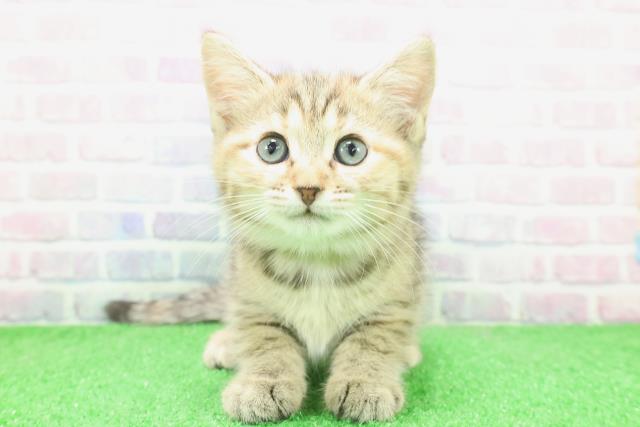 東京都のキンカロー (Coo&RIKU立川店/2025年12月2日生まれ/女の子/ブラウンパッチドタビー)の子猫の1枚目の画像