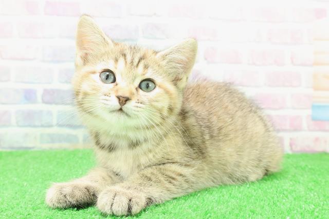 東京都のキンカロー (Coo&RIKU立川店/2025年12月2日生まれ/女の子/ブラウンパッチドタビー)の子猫の2枚目の画像