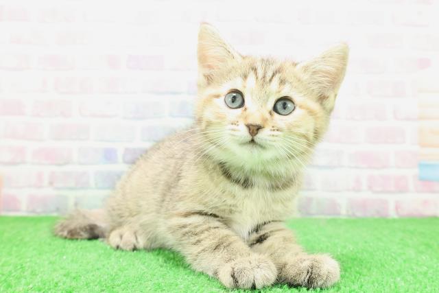 東京都のキンカロー (Coo&RIKU立川店/2025年12月2日生まれ/女の子/ブラウンパッチドタビー)の子猫の3枚目の画像