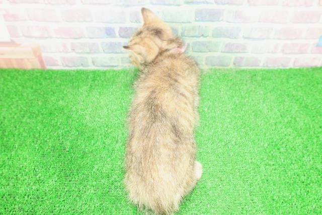 東京都のキンカロー (Coo&RIKU立川店/2025年12月2日生まれ/女の子/ブラウンパッチドタビー)の子猫の4枚目の画像