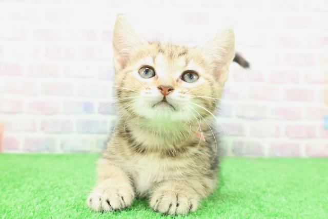 埼玉県のキンカロー (Coo&RIKU川越店/2025年12月2日生まれ/女の子/ブラウンパッチドタビー)の子猫の1枚目の画像