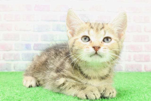埼玉県のキンカロー (Coo&RIKU川越店/2025年12月2日生まれ/女の子/ブラウンパッチドタビー)の子猫の3枚目の画像