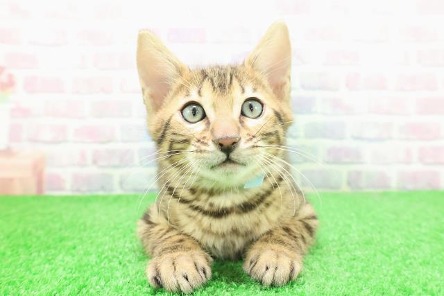 栃木県のベンガル (Coo&RIKUFKDインターパーク店/2025年12月2日生まれ/男の子/ブラウンスポットタビー)の子猫の1枚目の画像