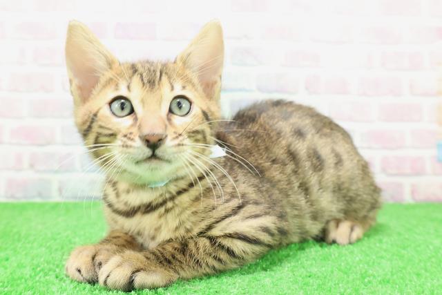 栃木県のベンガル (Coo&RIKUFKDインターパーク店/2025年12月2日生まれ/男の子/ブラウンスポットタビー)の子猫の2枚目の画像
