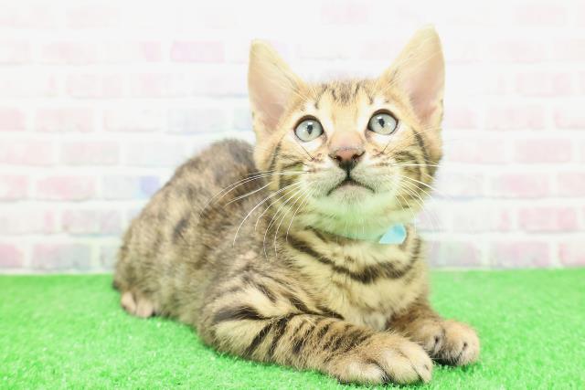 栃木県のベンガル (Coo&RIKUFKDインターパーク店/2025年12月2日生まれ/男の子/ブラウンスポットタビー)の子猫の3枚目の画像
