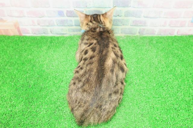 栃木県のベンガル (Coo&RIKUFKDインターパーク店/2025年12月2日生まれ/男の子/ブラウンスポットタビー)の子猫の4枚目の画像
