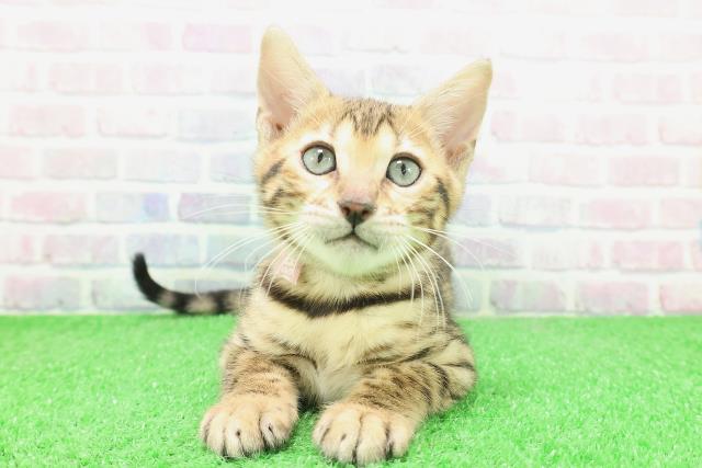 栃木県のベンガル (Coo&RIKU宇都宮店/2025年12月2日生まれ/女の子/ブラウンスポットタビー)の子猫の1枚目の画像
