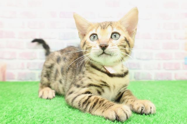 栃木県のベンガル (Coo&RIKU宇都宮店/2025年12月2日生まれ/女の子/ブラウンスポットタビー)の子猫の3枚目の画像