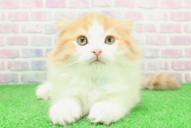 東京都のスコティッシュフォールド (Coo&RIKU福生店/2025年12月3日生まれ/男の子/レッドタビーホワイト)の子猫の1枚目の画像