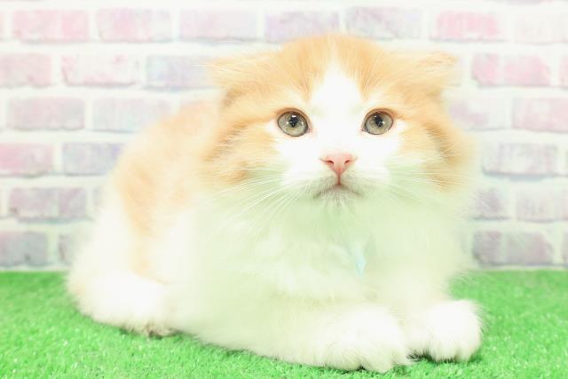 東京都のスコティッシュフォールド (Coo&RIKU福生店/2025年12月3日生まれ/男の子/レッドタビーホワイト)の子猫の3枚目の画像