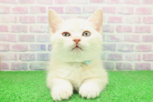 栃木県のスコティッシュフォールド (Coo&RIKU小山店/2025年12月3日生まれ/男の子/クリームタビー)の子猫の1枚目の画像