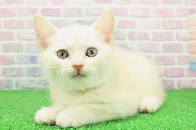 栃木県のスコティッシュフォールド (Coo&RIKU小山店/2025年12月3日生まれ/男の子/クリームタビー)の子猫の2枚目の画像