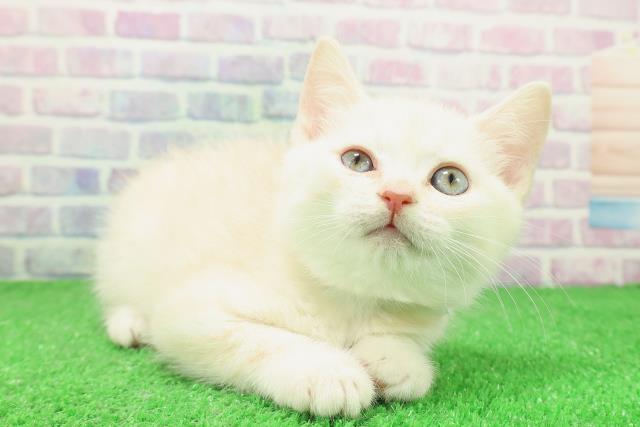 栃木県のスコティッシュフォールド (Coo&RIKU小山店/2025年12月3日生まれ/男の子/クリームタビー)の子猫の3枚目の画像