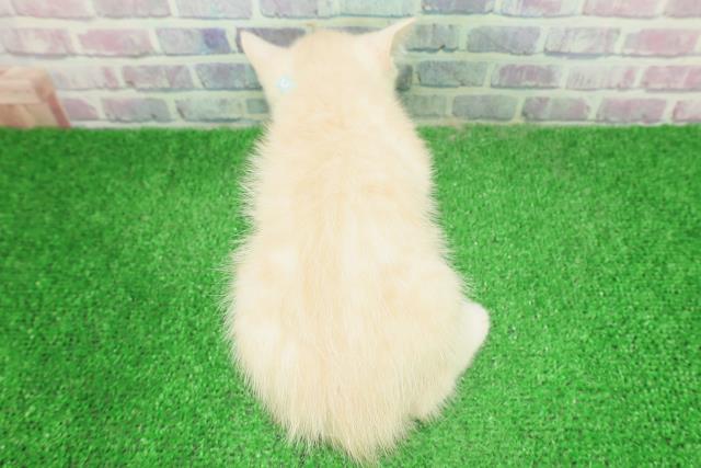 栃木県のスコティッシュフォールド (Coo&RIKU小山店/2025年12月3日生まれ/男の子/クリームタビー)の子猫の4枚目の画像