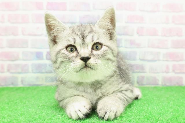 栃木県のスコティッシュフォールド (Coo&RIKU宇都宮店/2025年12月3日生まれ/男の子/シルバータビー)の子猫の1枚目の画像