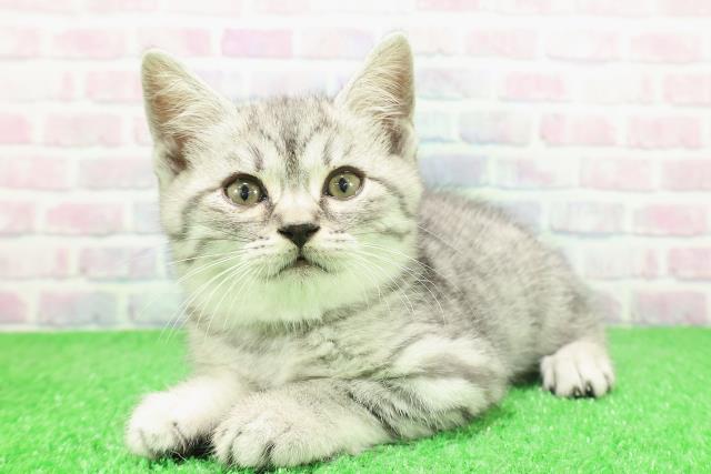 栃木県のスコティッシュフォールド (Coo&RIKU宇都宮店/2025年12月3日生まれ/男の子/シルバータビー)の子猫の2枚目の画像