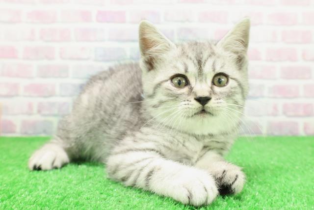 栃木県のスコティッシュフォールド (Coo&RIKU宇都宮店/2025年12月3日生まれ/男の子/シルバータビー)の子猫の3枚目の画像