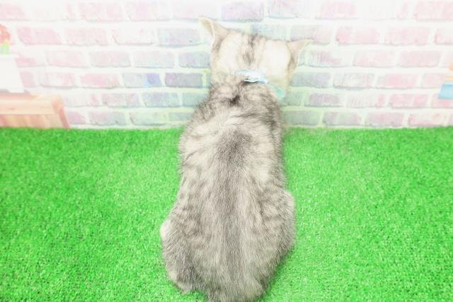 栃木県のスコティッシュフォールド (Coo&RIKU宇都宮店/2025年12月3日生まれ/男の子/シルバータビー)の子猫の4枚目の画像