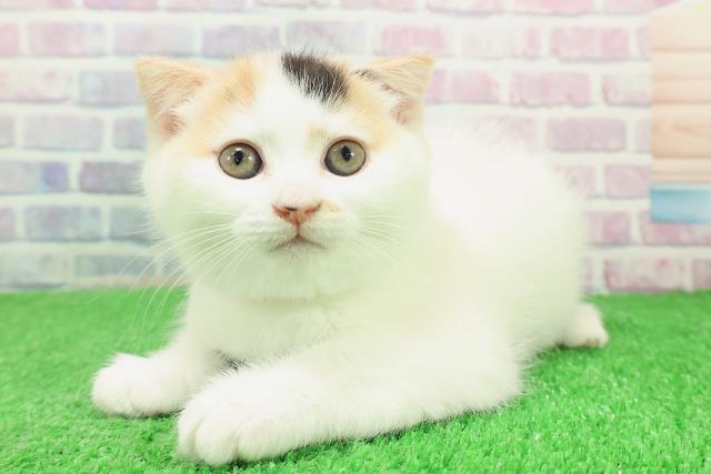 東京都のスコティッシュフォールド (Coo&RIKU立川店/2025年12月3日生まれ/女の子/キャリコ)の子猫の2枚目の画像