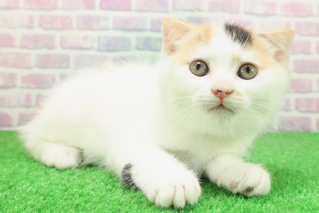 東京都のスコティッシュフォールド (Coo&RIKU立川店/2025年12月3日生まれ/女の子/キャリコ)の子猫の3枚目の画像