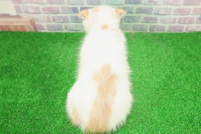 東京都のスコティッシュフォールド (Coo&RIKU立川店/2025年12月3日生まれ/女の子/キャリコ)の子猫の4枚目の画像