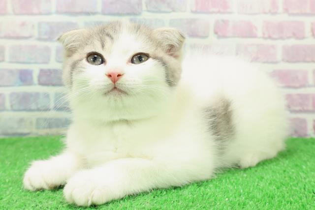 栃木県のスコティッシュフォールド (Coo&RIKU小山店/2025年12月3日生まれ/女の子/ブルータビーホワイト)の子猫の2枚目の画像