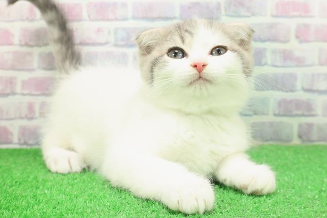 栃木県のスコティッシュフォールド (Coo&RIKU小山店/2025年12月3日生まれ/女の子/ブルータビーホワイト)の子猫の3枚目の画像